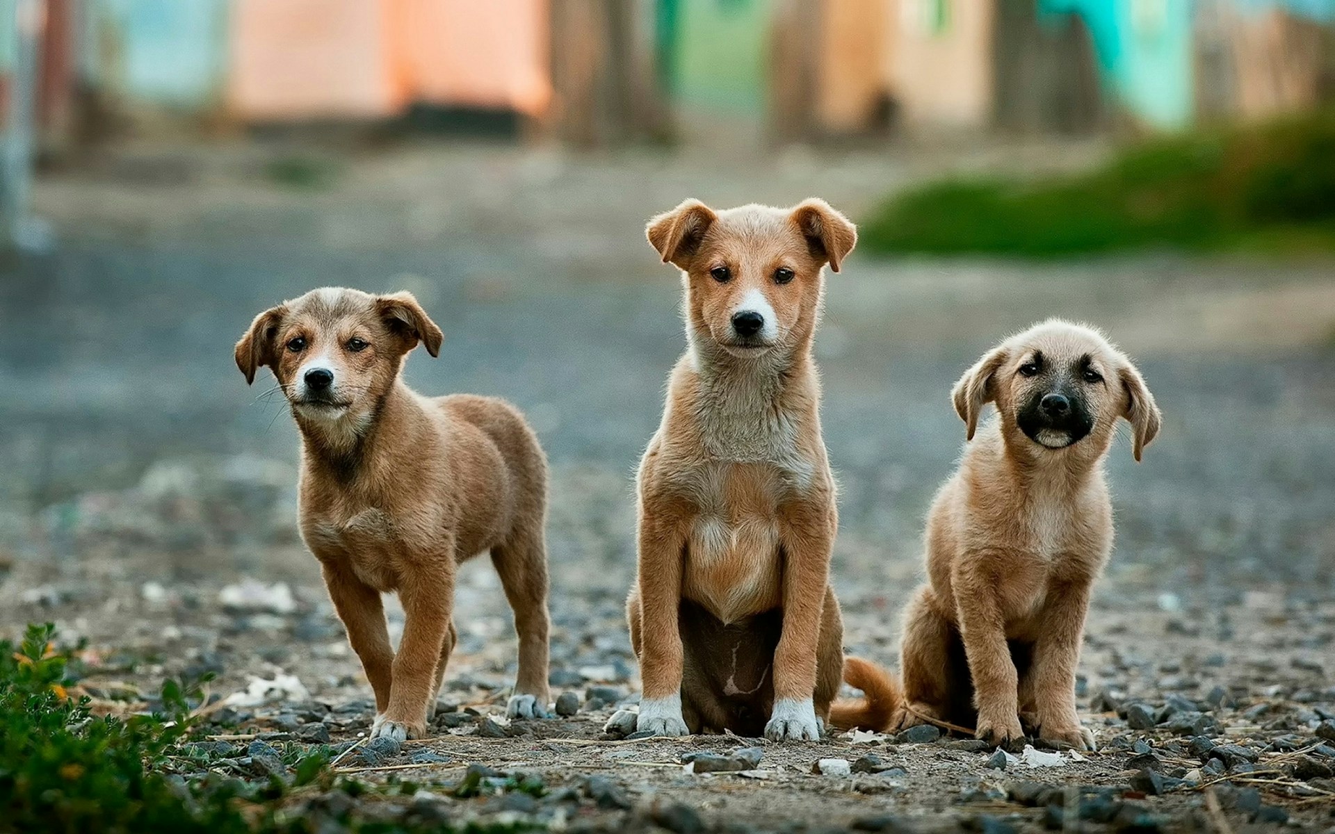 Male Dog Names