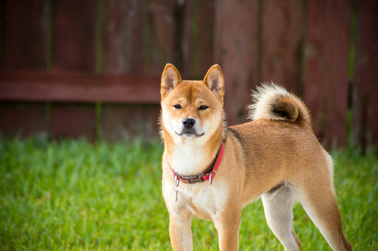Shiba Inu Dog Names.jpg
