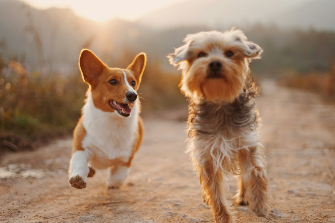 Unique dog names