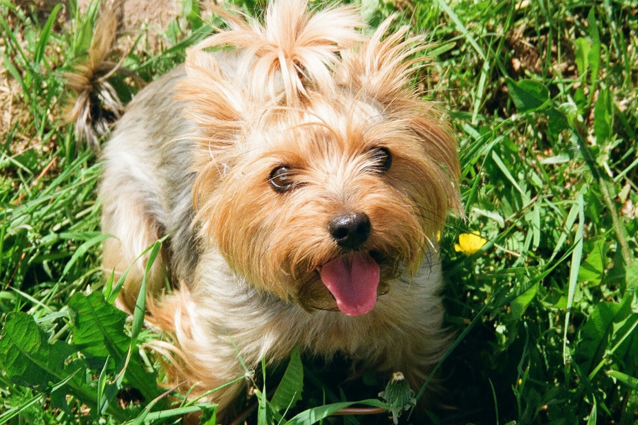 female dog names