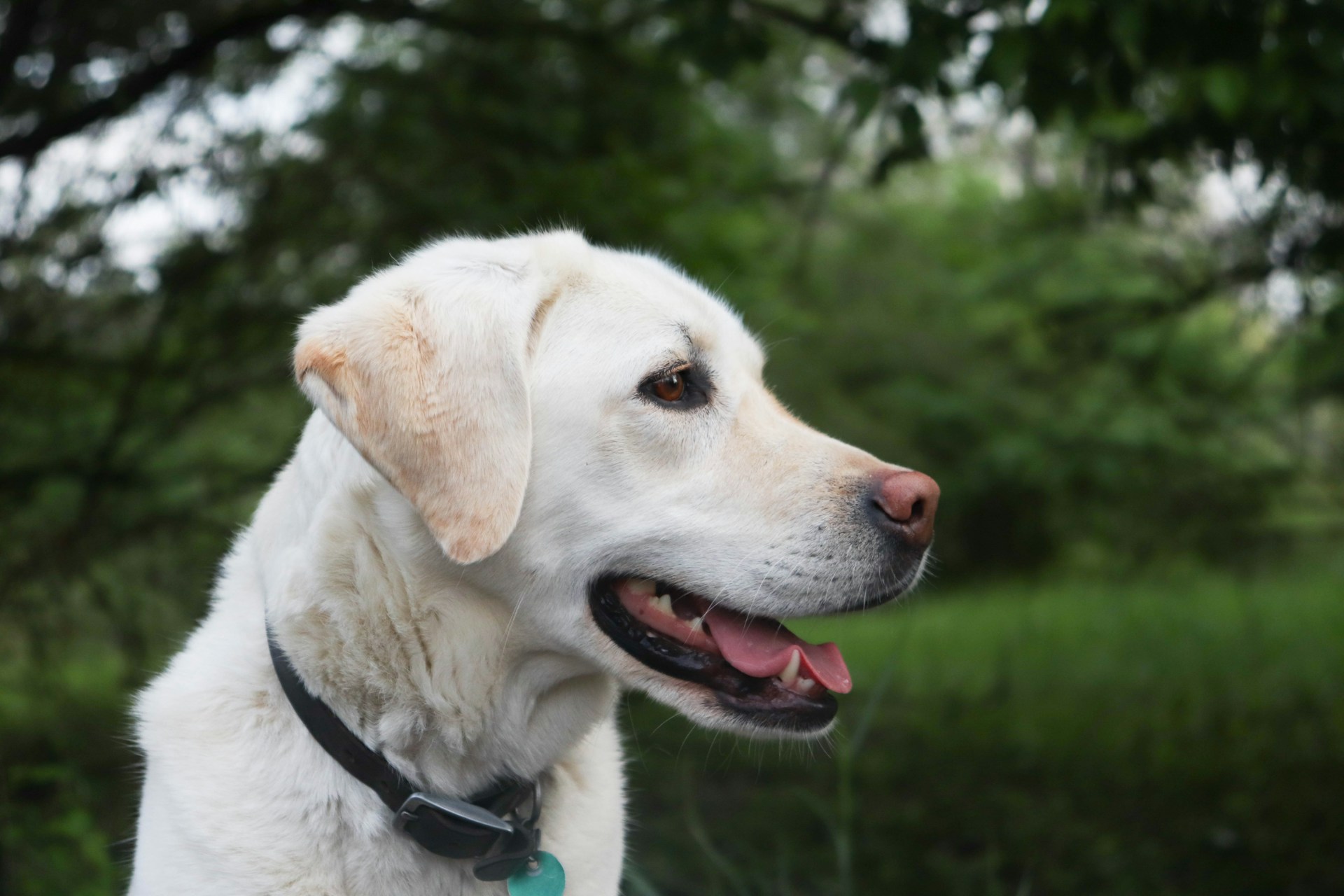 white dog names